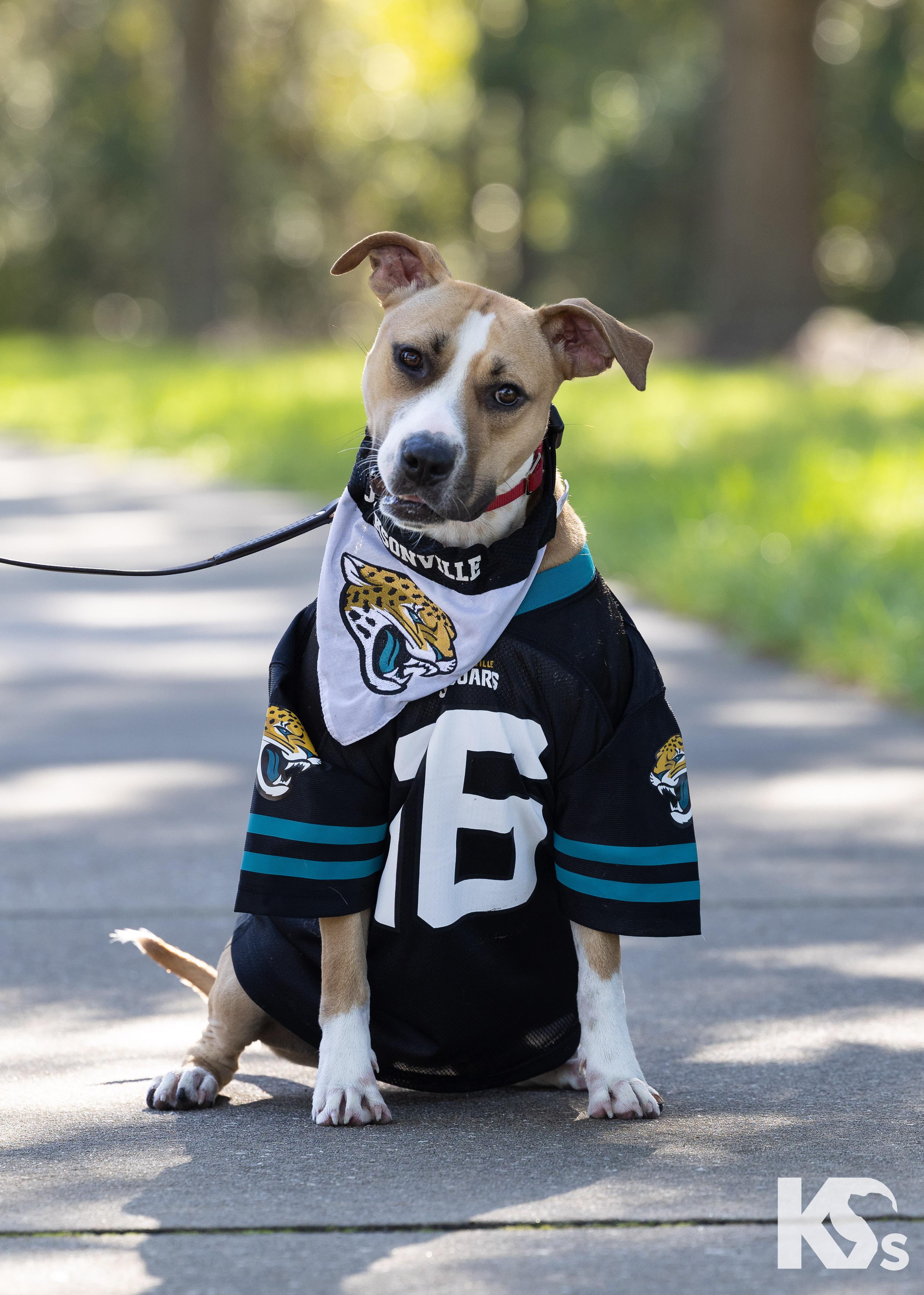 Enlarge Cholula, a Adoptable mixed breed in Ponte Vedra, FL image 2/6