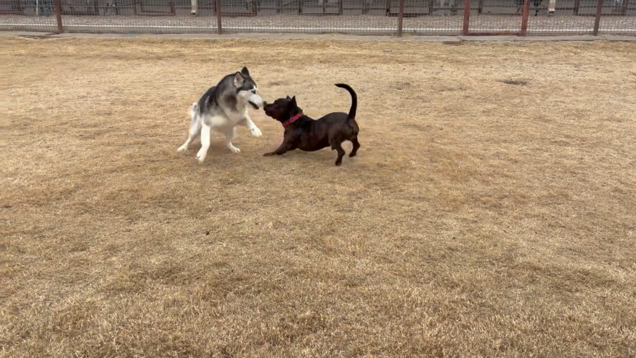 Enlarge Lincoln "Linc", a Adoptable mixed breed in Lubbock, TX video 5/5