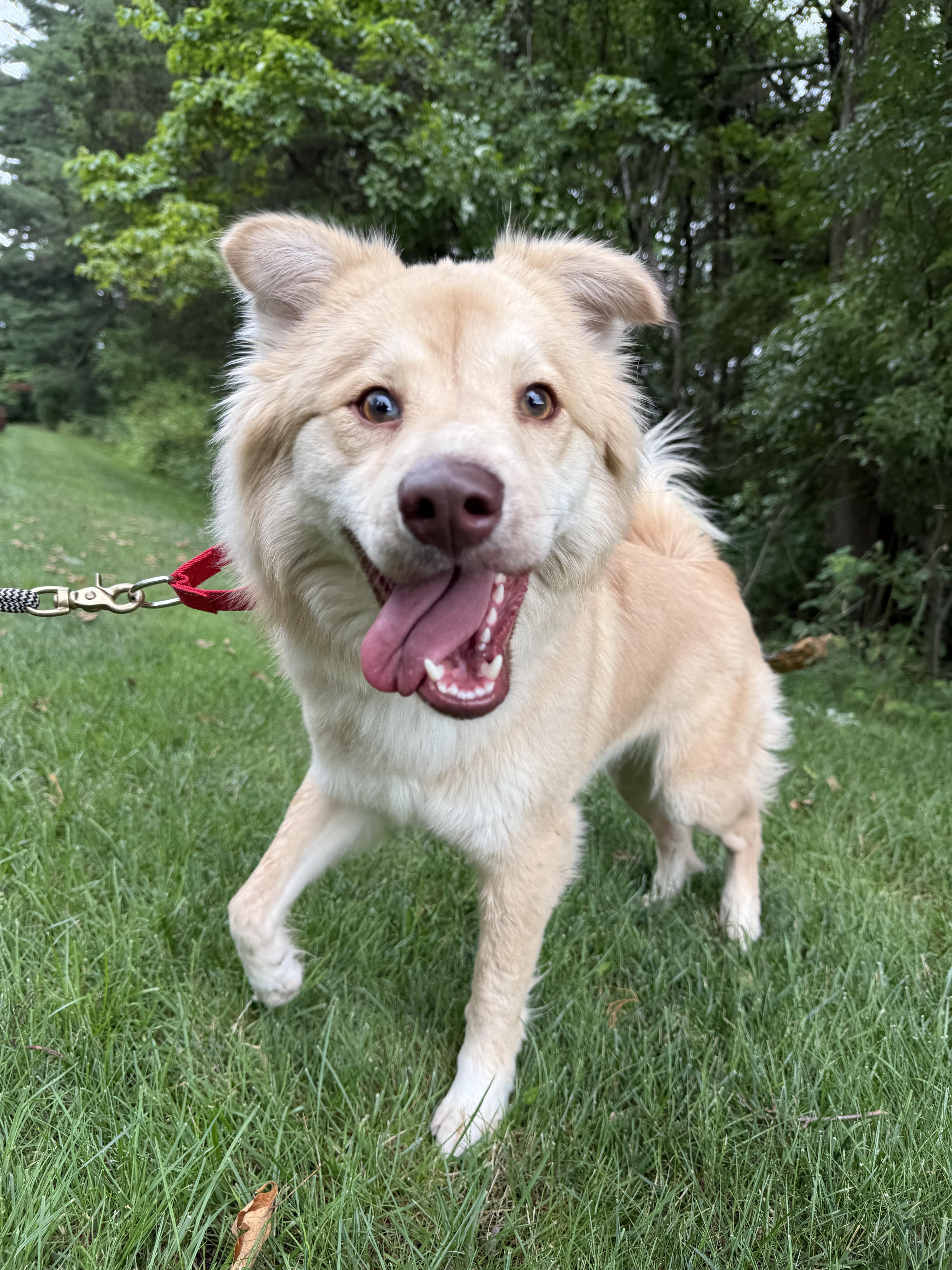 Nellie, an adopted mixed breed in Mendham, NJ image 4/5