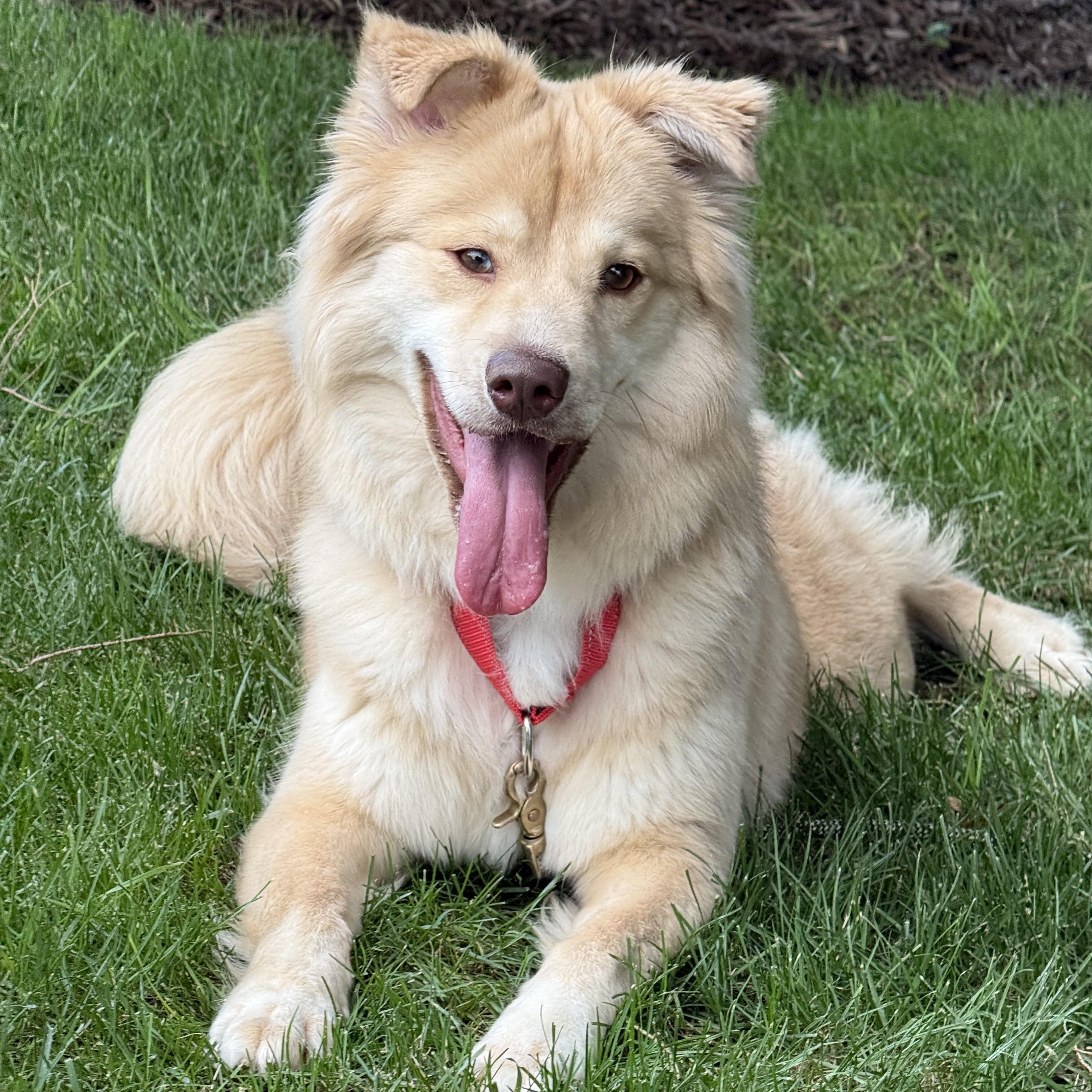 Nellie, an adopted mixed breed in Mendham, NJ image 1/5