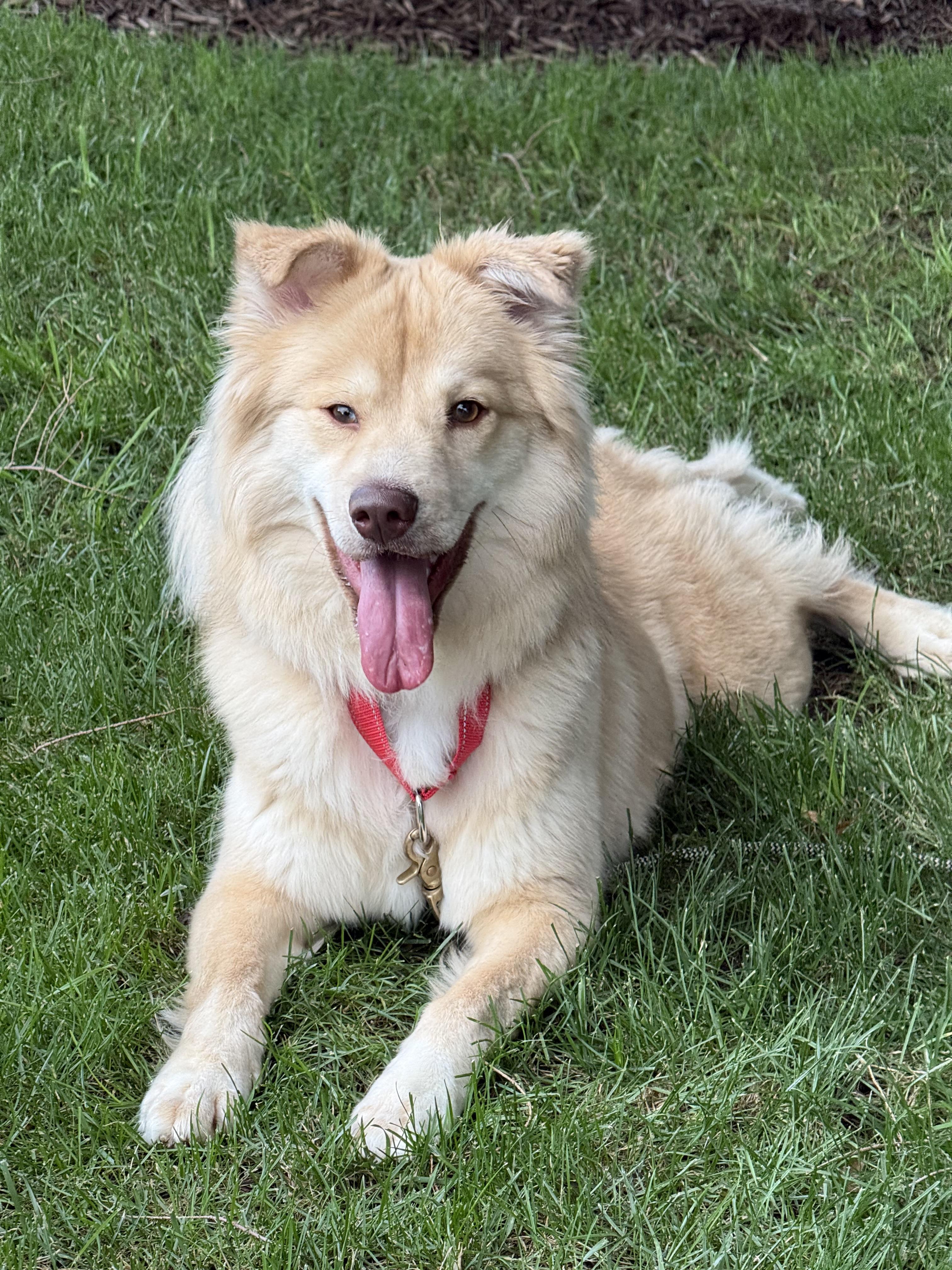Nellie, an adopted mixed breed in Mendham, NJ image 5/5