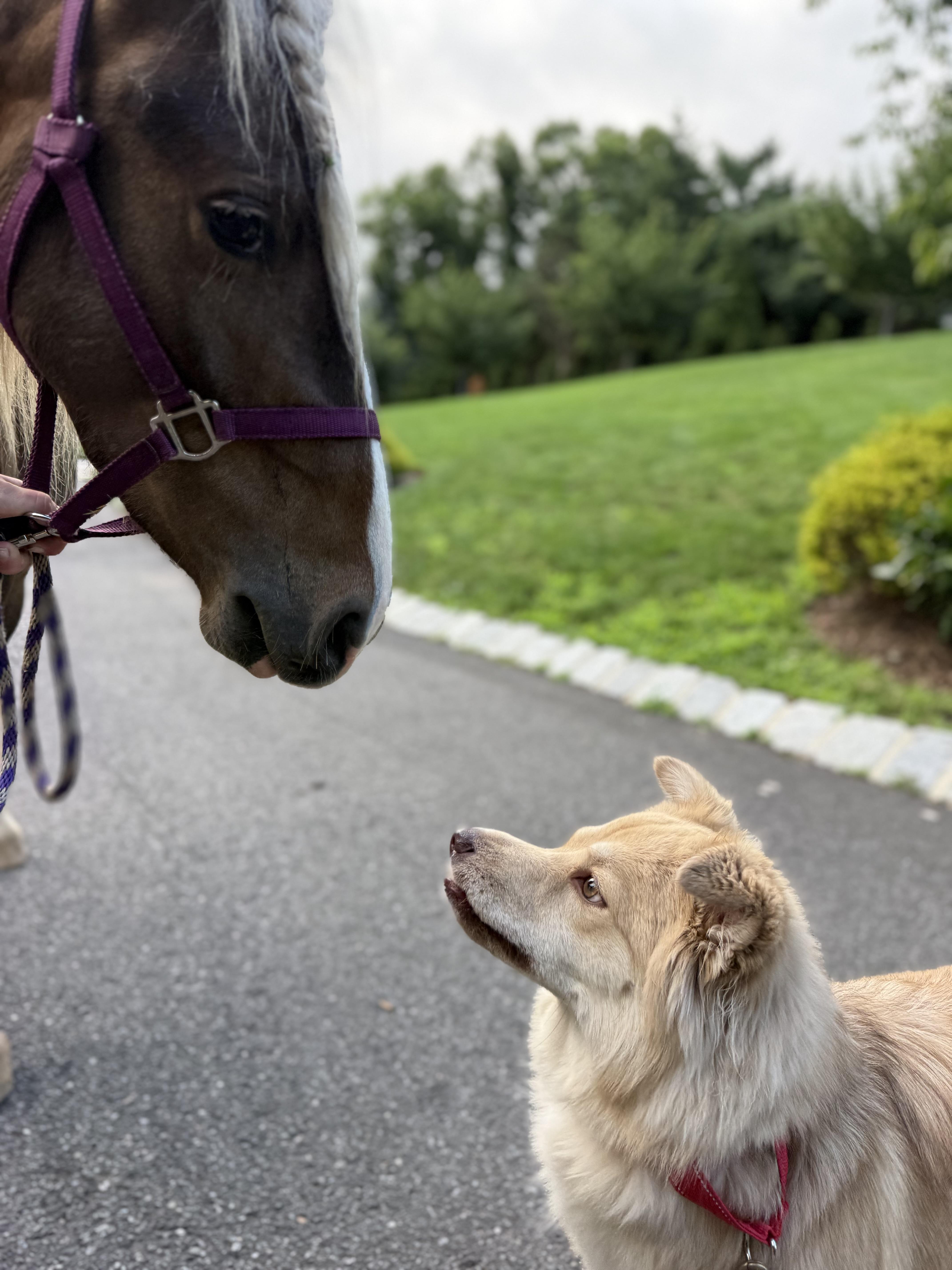 Nellie, an adopted mixed breed in Mendham, NJ image 3/5