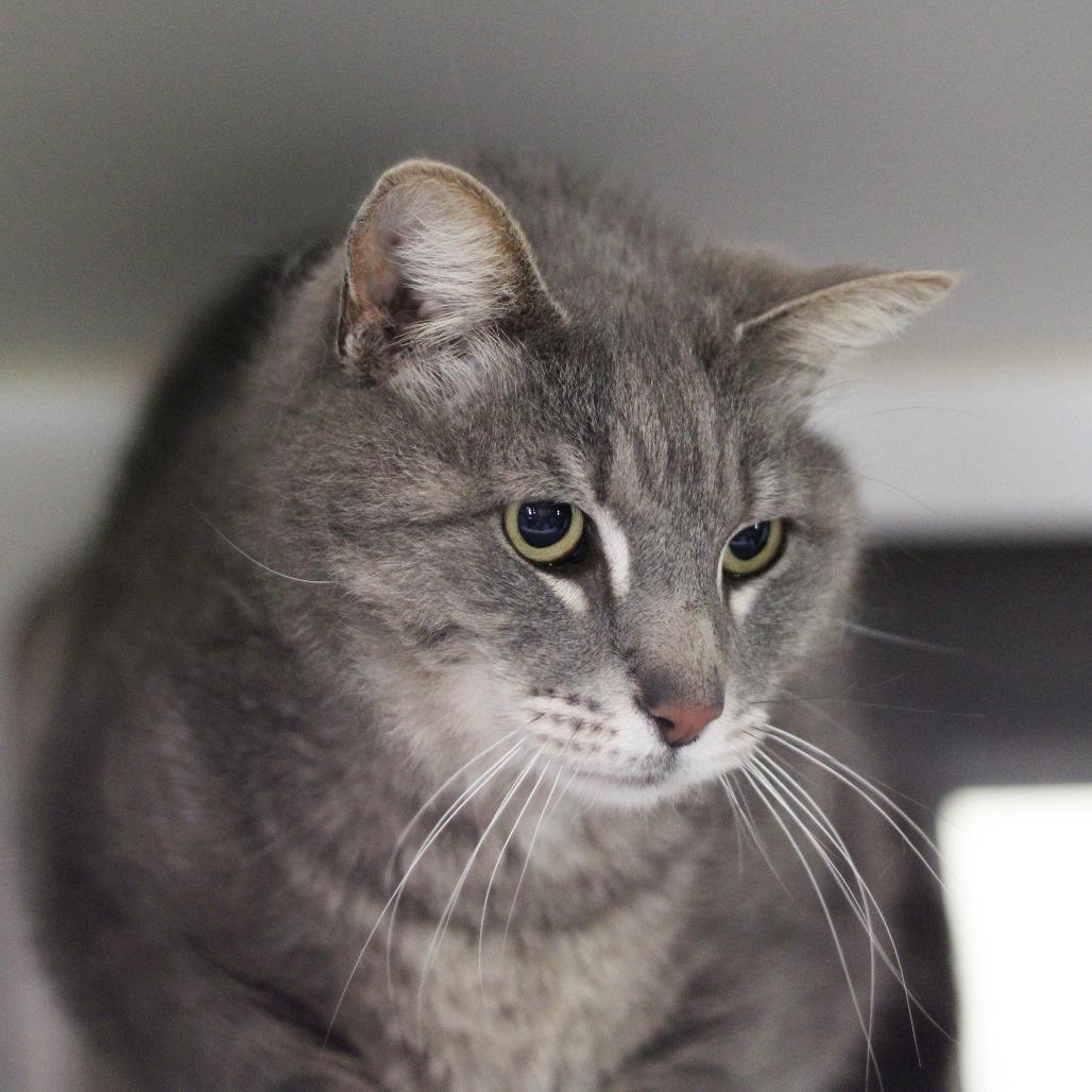 Dorian, Adoptable, Senior Male Domestic Short Hair.