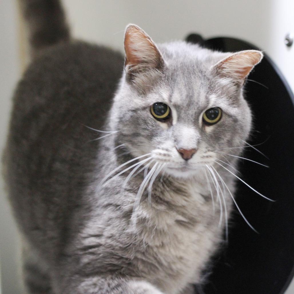 Enlarge Dorian, a Adoptable Domestic Short Hair in Versailles, KY image 2/3