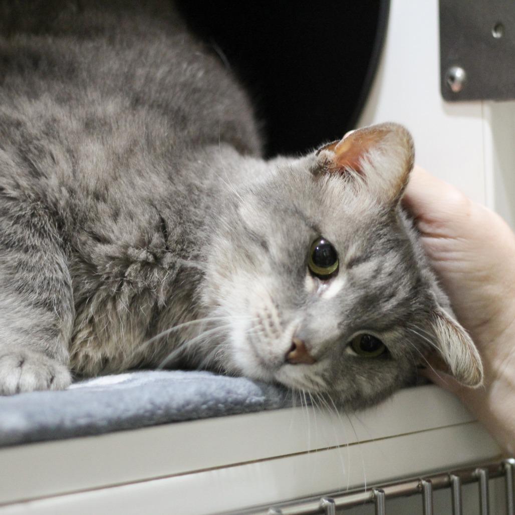 Enlarge Dorian, a Adoptable Domestic Short Hair in Versailles, KY image 3/3