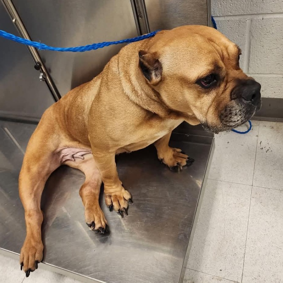 Enlarge Cali, a Adopted American Bully in Memphis, TN image 1/2