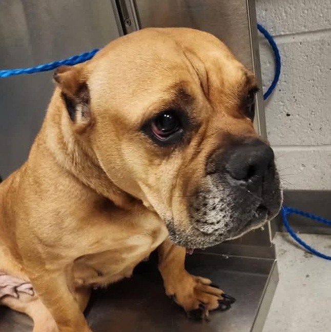 Enlarge Cali, a Adopted American Bully in Memphis, TN image 2/2