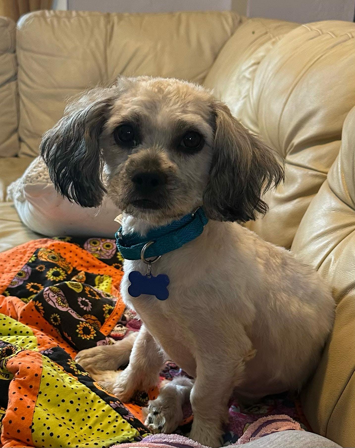 Zoey, ADOPTABLE, Young Female Havanese.