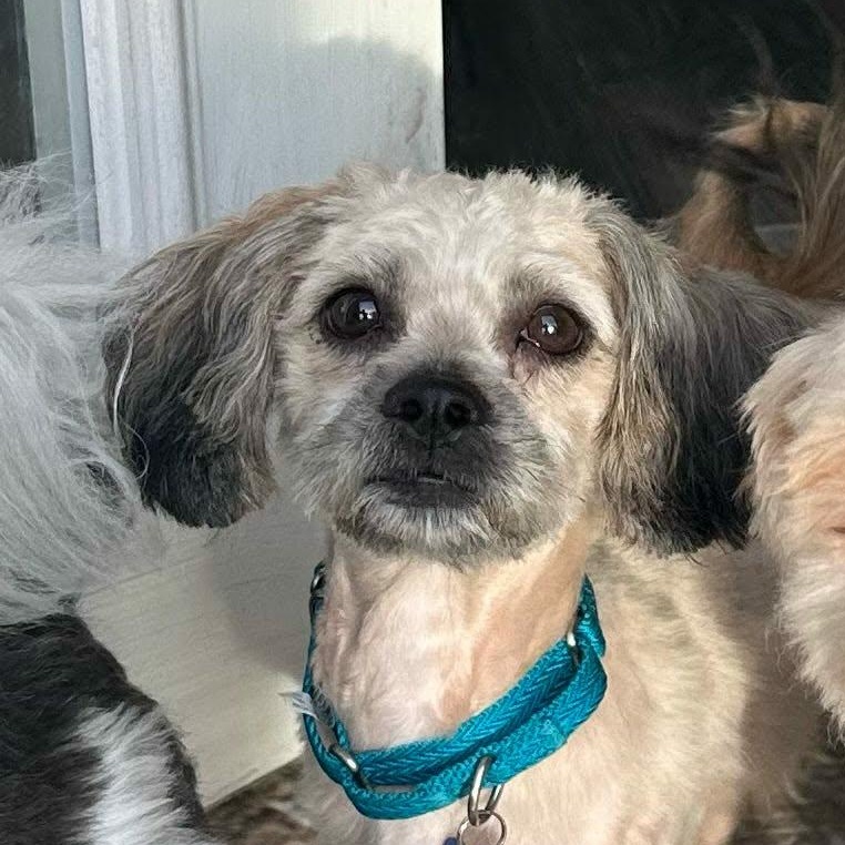 Enlarge Zoey, a ADOPTABLE mixed breed in De Pere, WI image 4/4