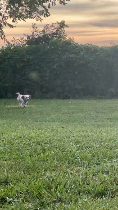 Enlarge Zoey, a ADOPTABLE mixed breed in De Pere, WI video 2/4