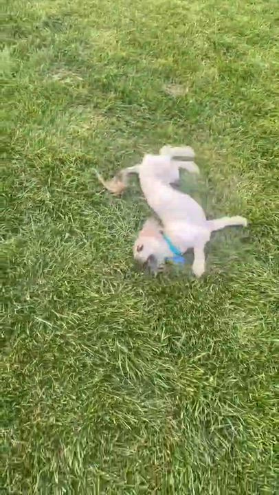 Enlarge Zoey, a ADOPTABLE mixed breed in De Pere, WI video 3/4