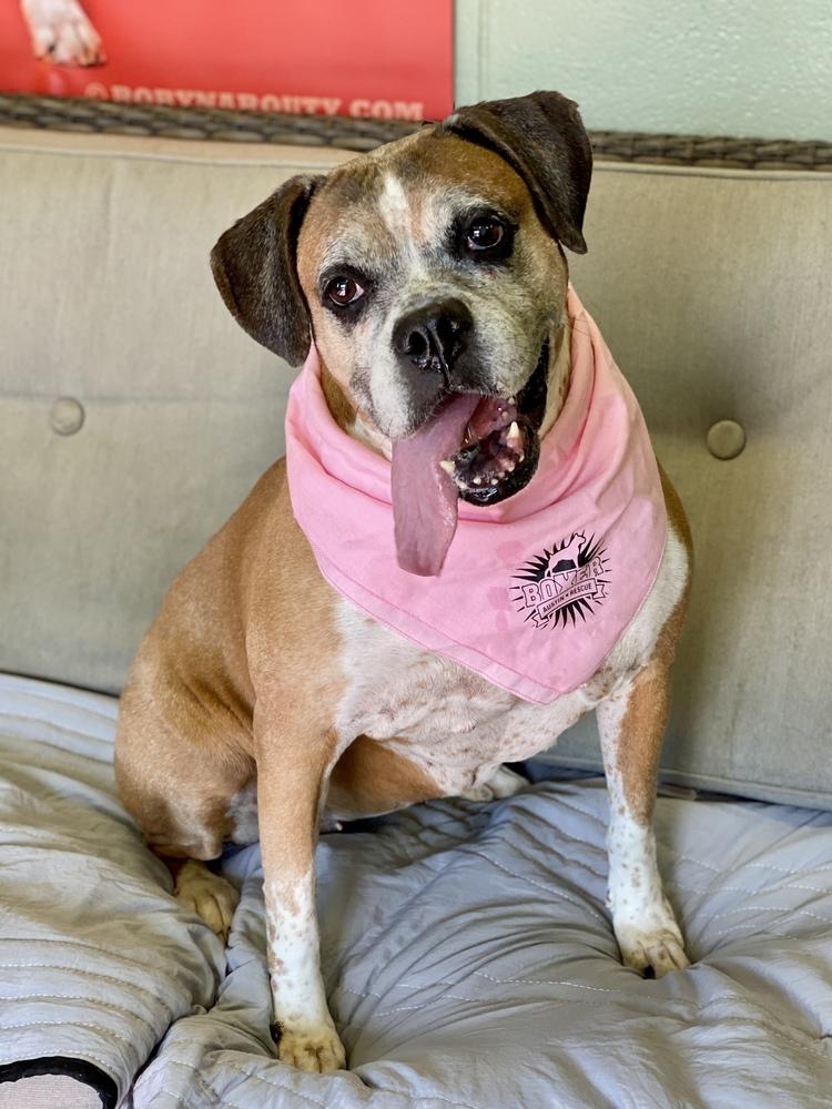 Ebba - Silver Heart, Adoptable, Senior Female Boxer.