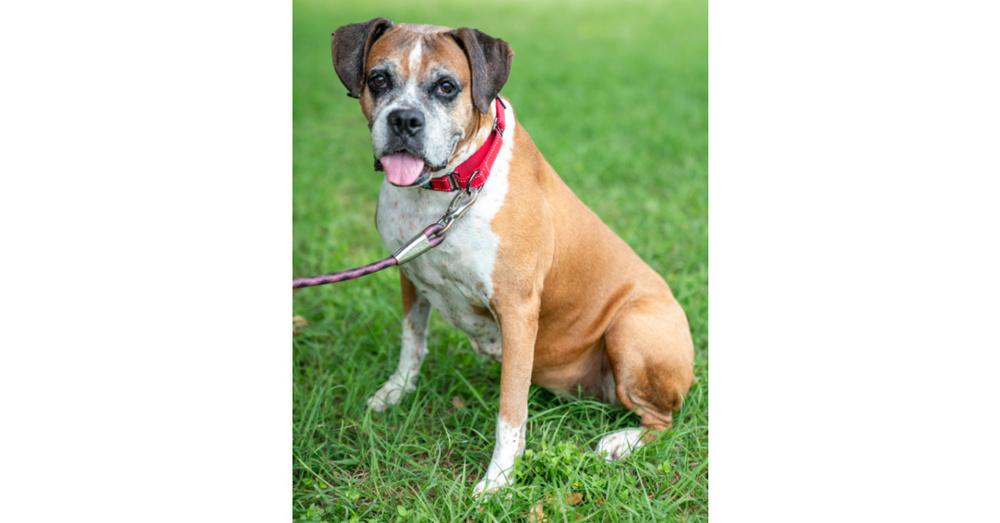 Ebba - Silver Heart, Adoptable, Senior Female Boxer.