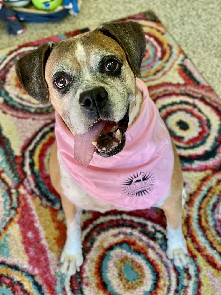 Ebba - Silver Heart, a Adoptable Boxer in Hewitt, TX image 2/6