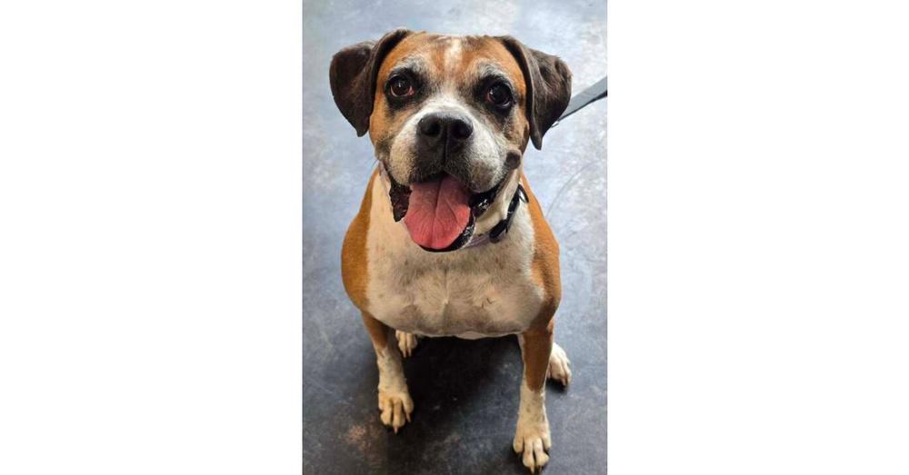 Ebba - Silver Heart, a Adoptable Boxer in Hewitt, TX image 2/6