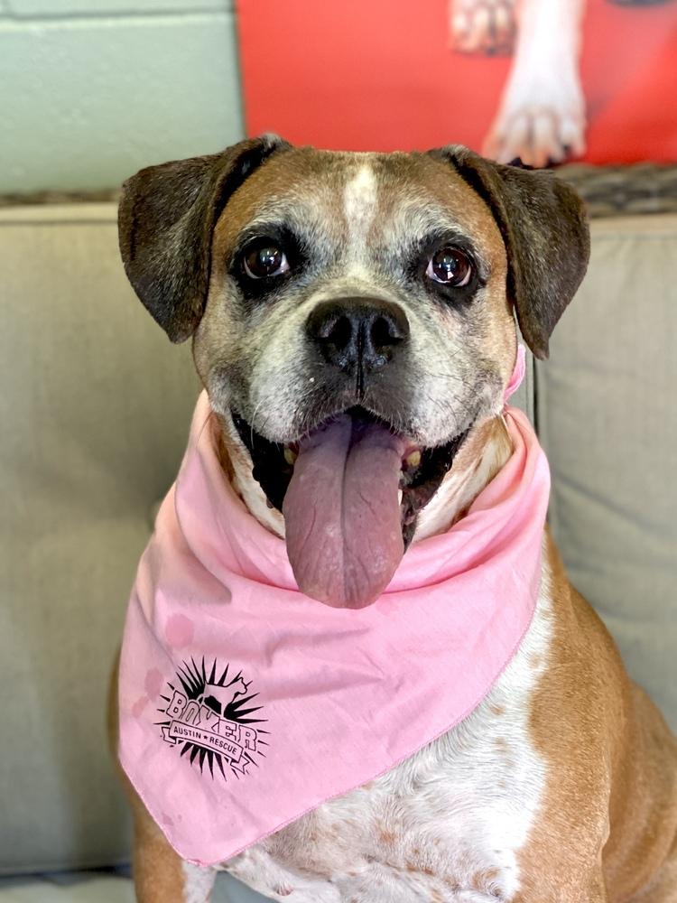 Ebba - Silver Heart, a Adoptable Boxer in Hewitt, TX image 5/6