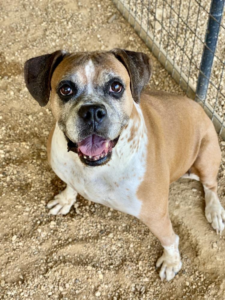 Ebba - Silver Heart, a Adoptable Boxer in Hewitt, TX image 5/6