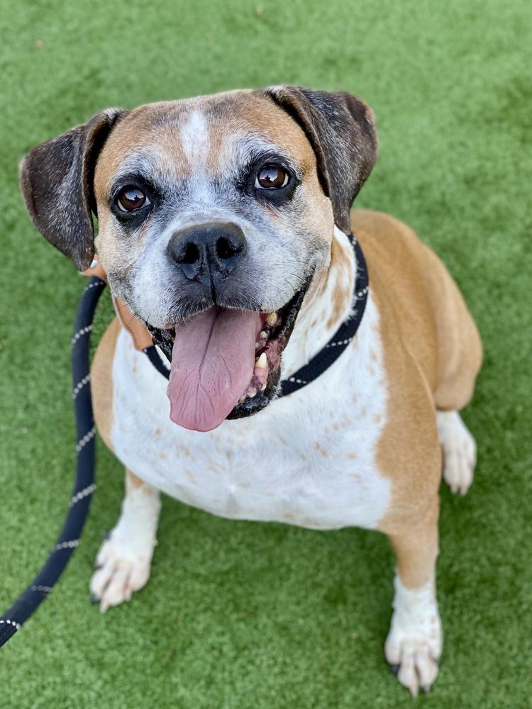 Ebba - Silver Heart, a Adoptable Boxer in Hewitt, TX image 6/6