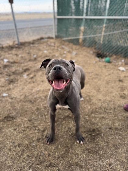 Enlarge Angus, a Adoptable mixed breed in Moses Lake, WA image 1/2