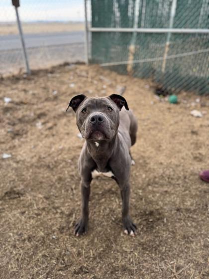 Enlarge Angus, a Adoptable mixed breed in Moses Lake, WA image 2/2