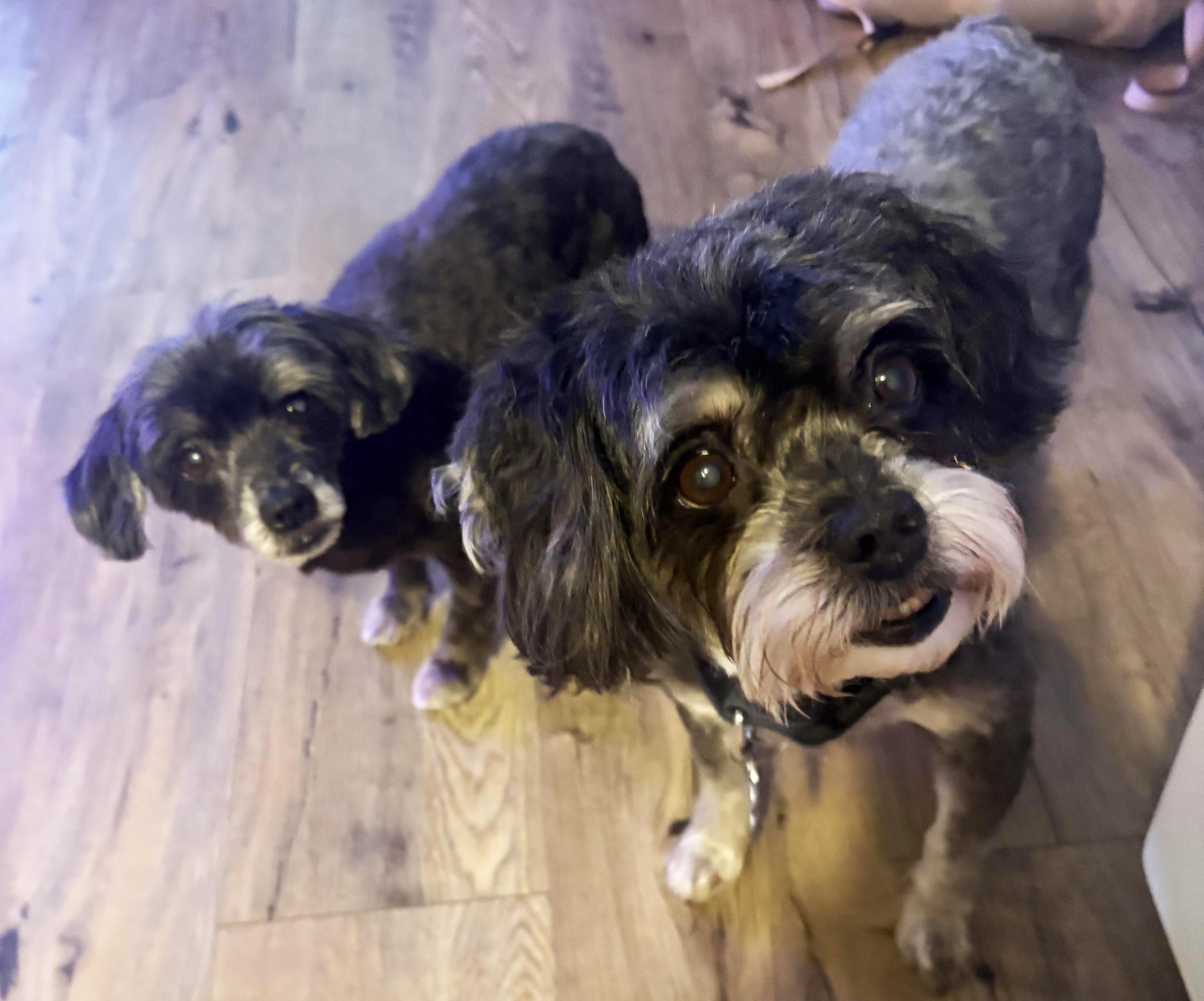 Enlarge Max & Nala, a Adoptable mixed breed in Manhattan, KS image 1/5