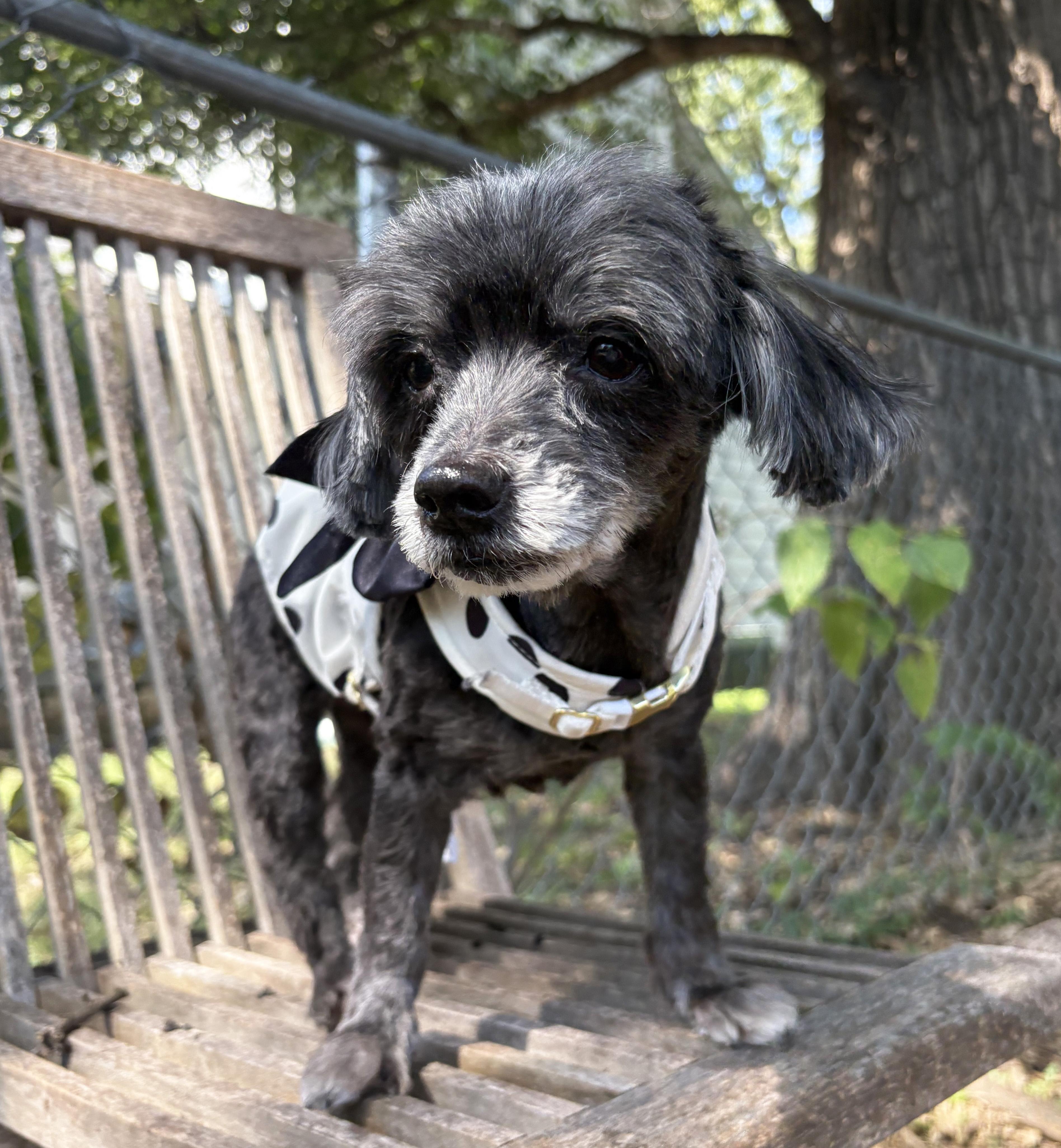 Enlarge Max & Nala, a Adoptable mixed breed in Manhattan, KS image 4/5