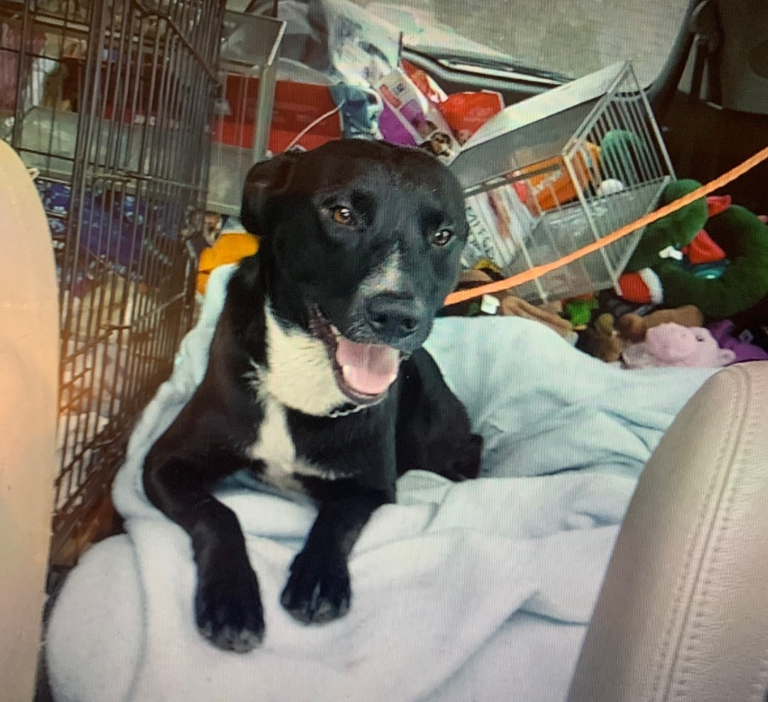 Kobe, Adoptable, Young Male Black Labrador Retriever.