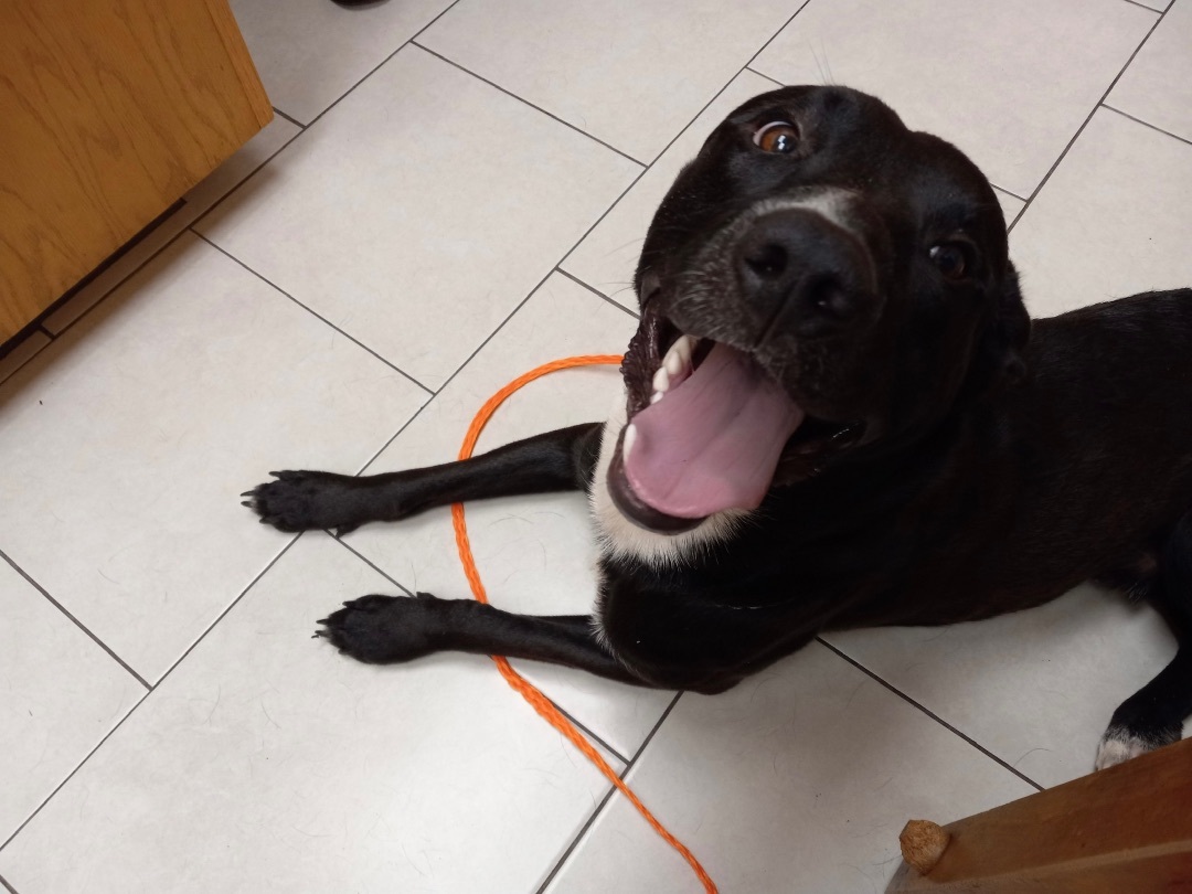 Kobe, a Adoptable Black Labrador Retriever in Bixby, OK image 2/6