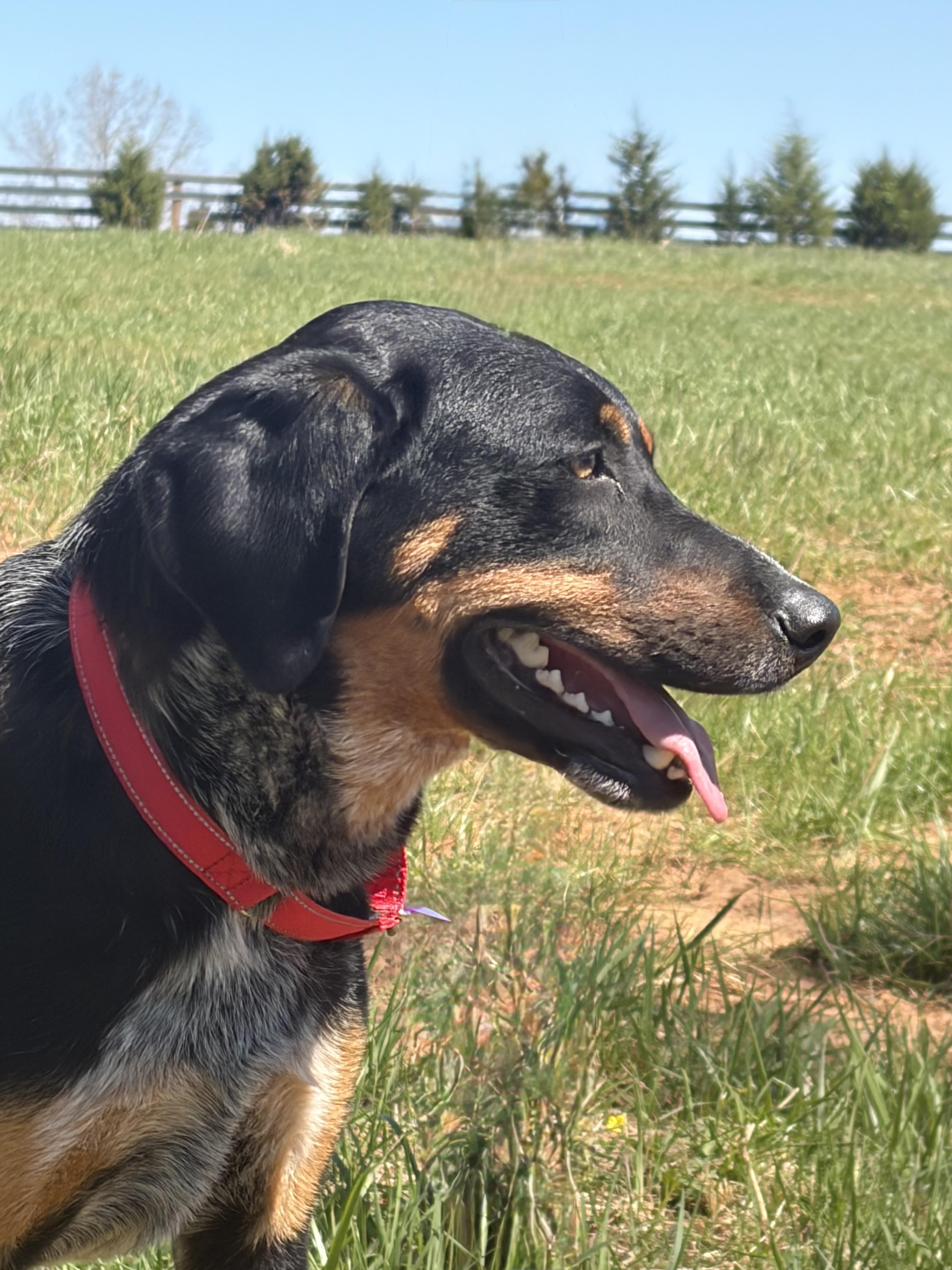 Enlarge Stevie , a ADOPTABLE Mixed Breed in Warrenton, VA image 3/4