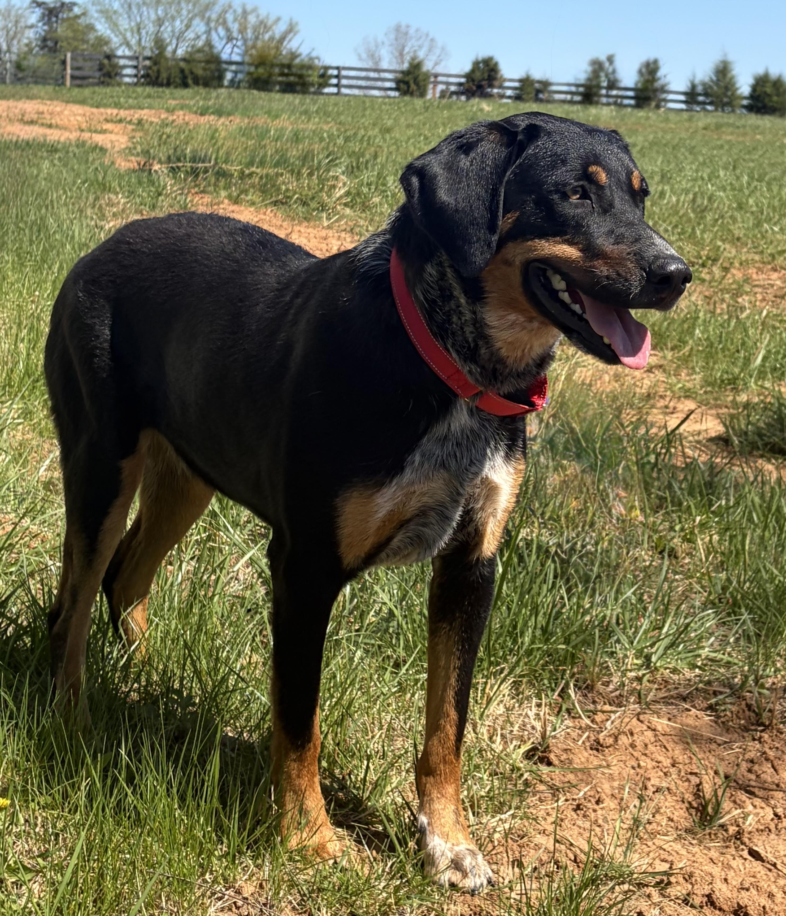 Enlarge Stevie , a ADOPTABLE Mixed Breed in Warrenton, VA image 4/4