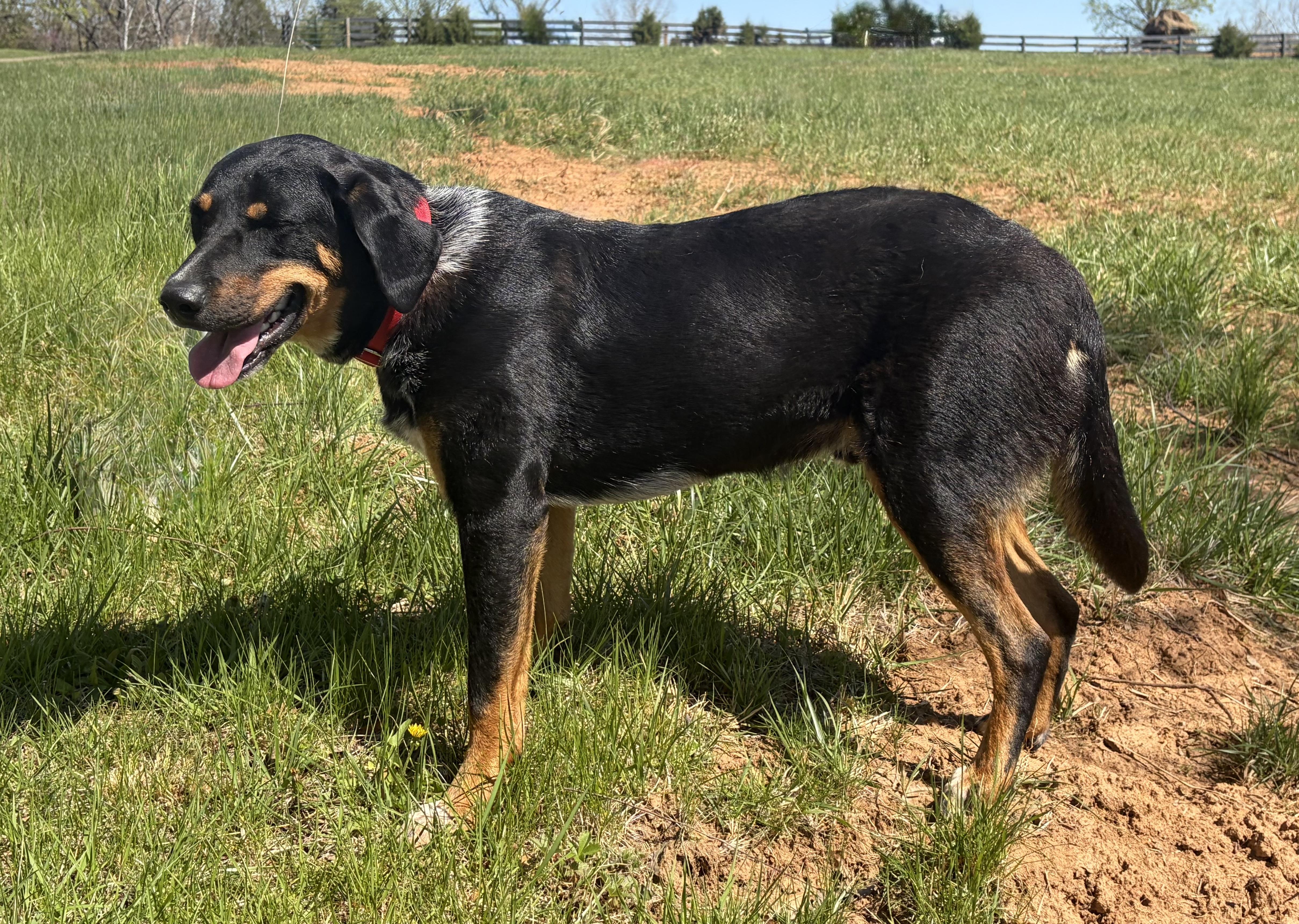 Enlarge Stevie , a ADOPTABLE Mixed Breed in Warrenton, VA image 2/4