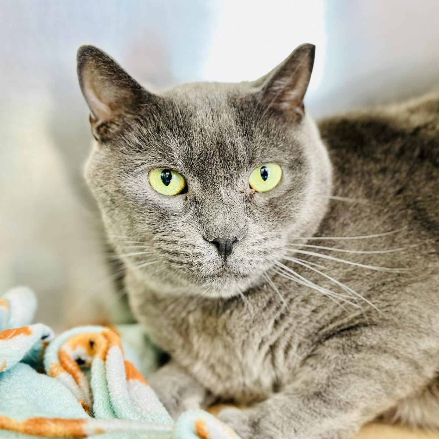 Louie, a ADOPTABLE Domestic Short Hair in Jackson, NJ image 2/2