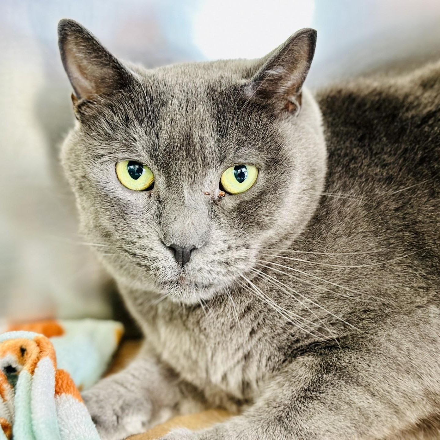 Louie, a ADOPTABLE Domestic Short Hair in Jackson, NJ image 1/2
