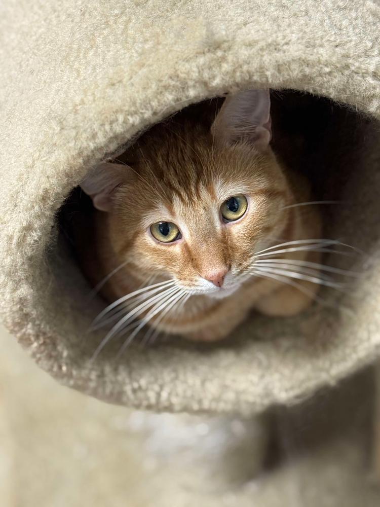 Benjamin Avery, a Adoptable Domestic Short Hair in Mount Laurel, NJ image 1/5