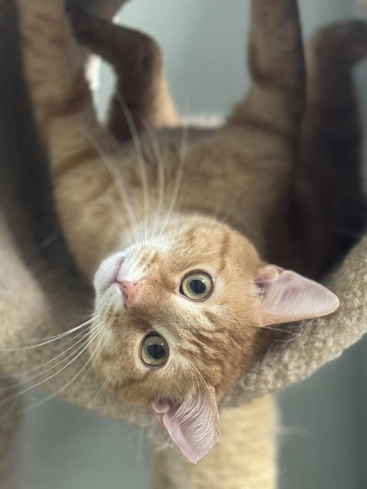 Benjamin Avery, a Adoptable Domestic Short Hair in Mount Laurel, NJ image 2/5