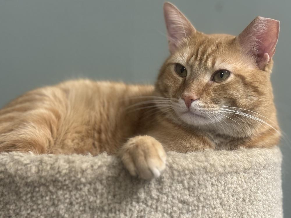 Benjamin Avery, a Adoptable Domestic Short Hair in Mount Laurel, NJ image 3/5