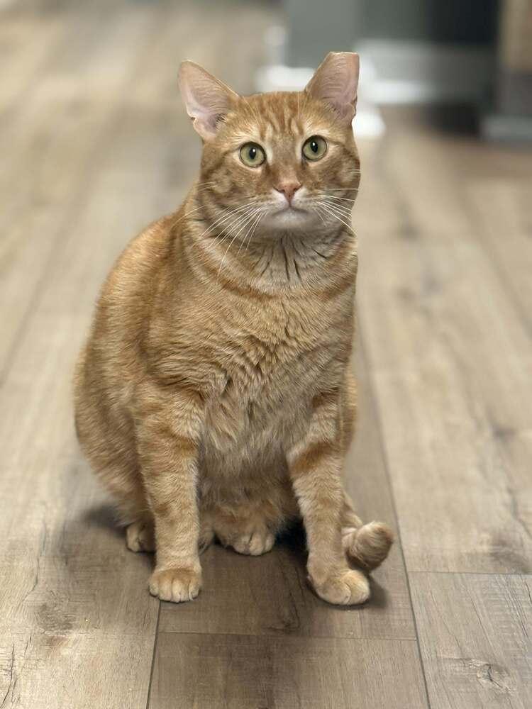 Benjamin Avery, a Adoptable Domestic Short Hair in Mount Laurel, NJ image 4/5