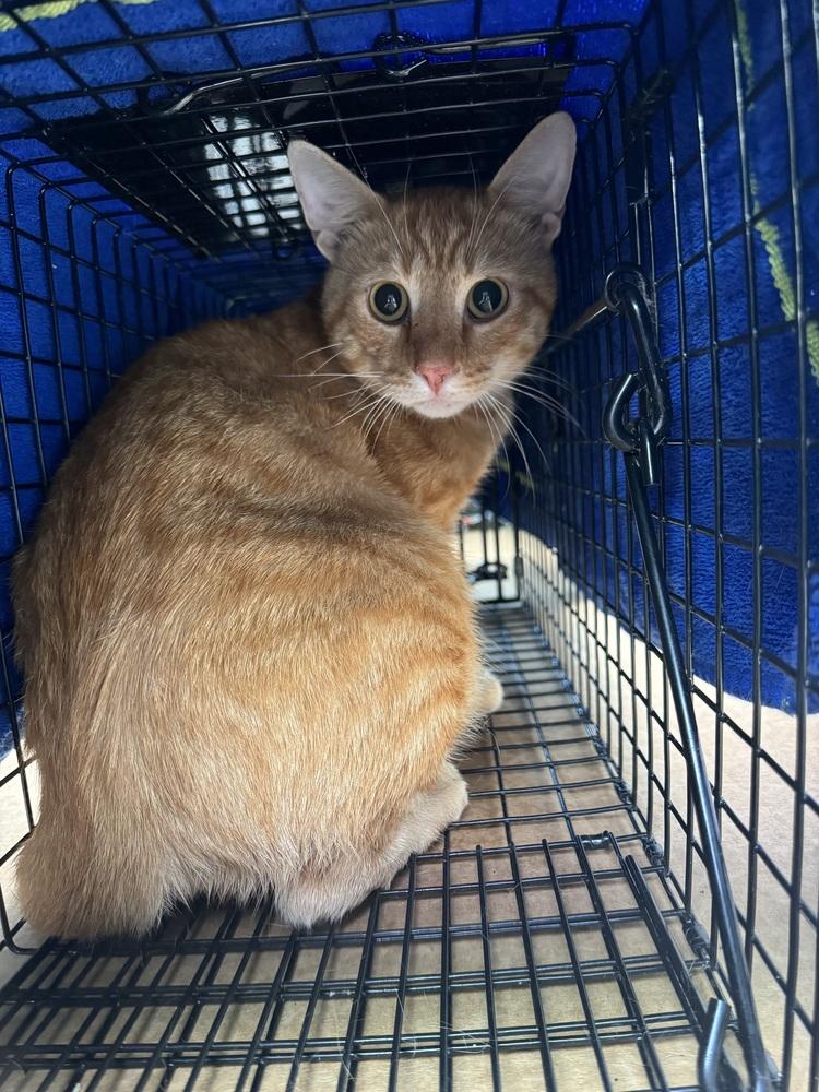 Benjamin Avery, a Adoptable Domestic Short Hair in Mount Laurel, NJ image 5/5