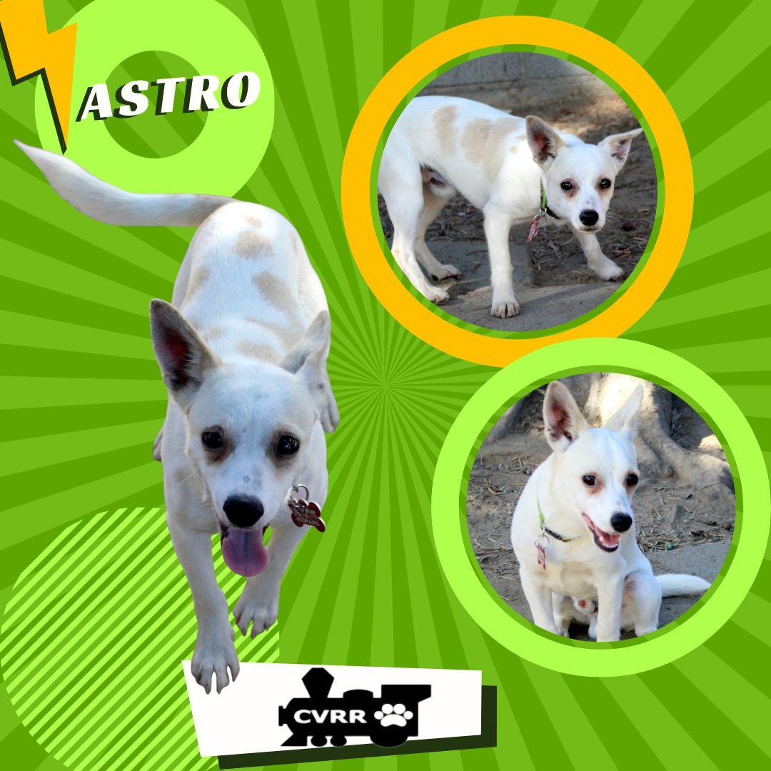 Enlarge Astro, a Adoptable mixed breed in LINDSAY, CA image 1/1