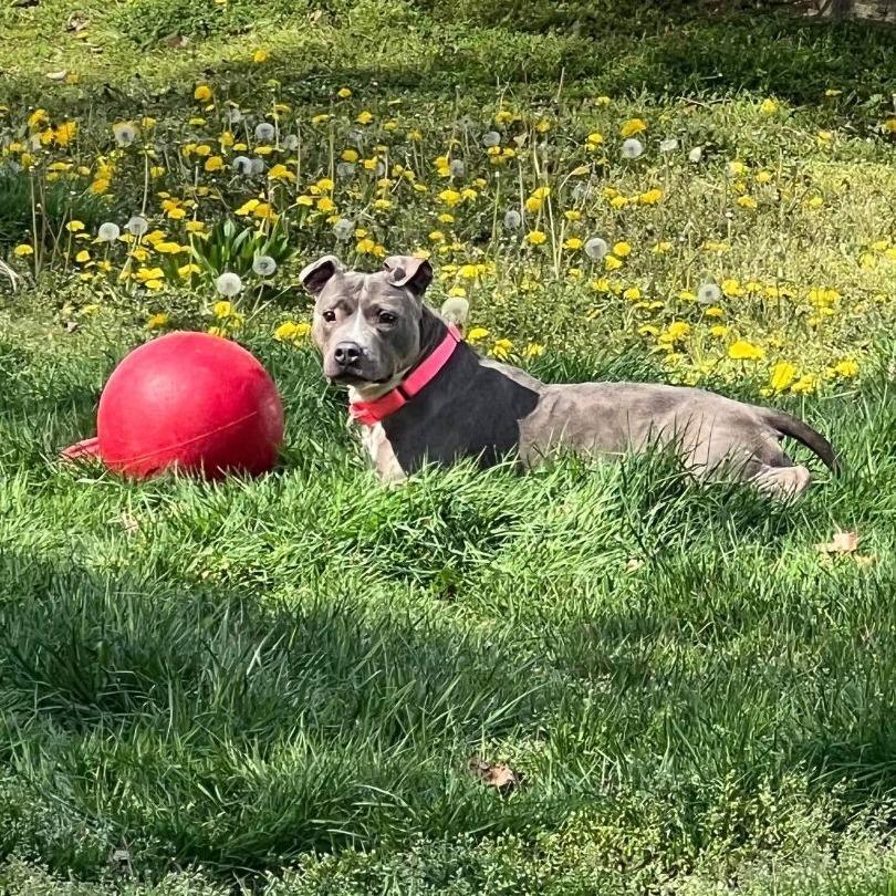 Enlarge Brooklyn, a Adoptable American Staffordshire Terrier in Levittown, NY image 1/5