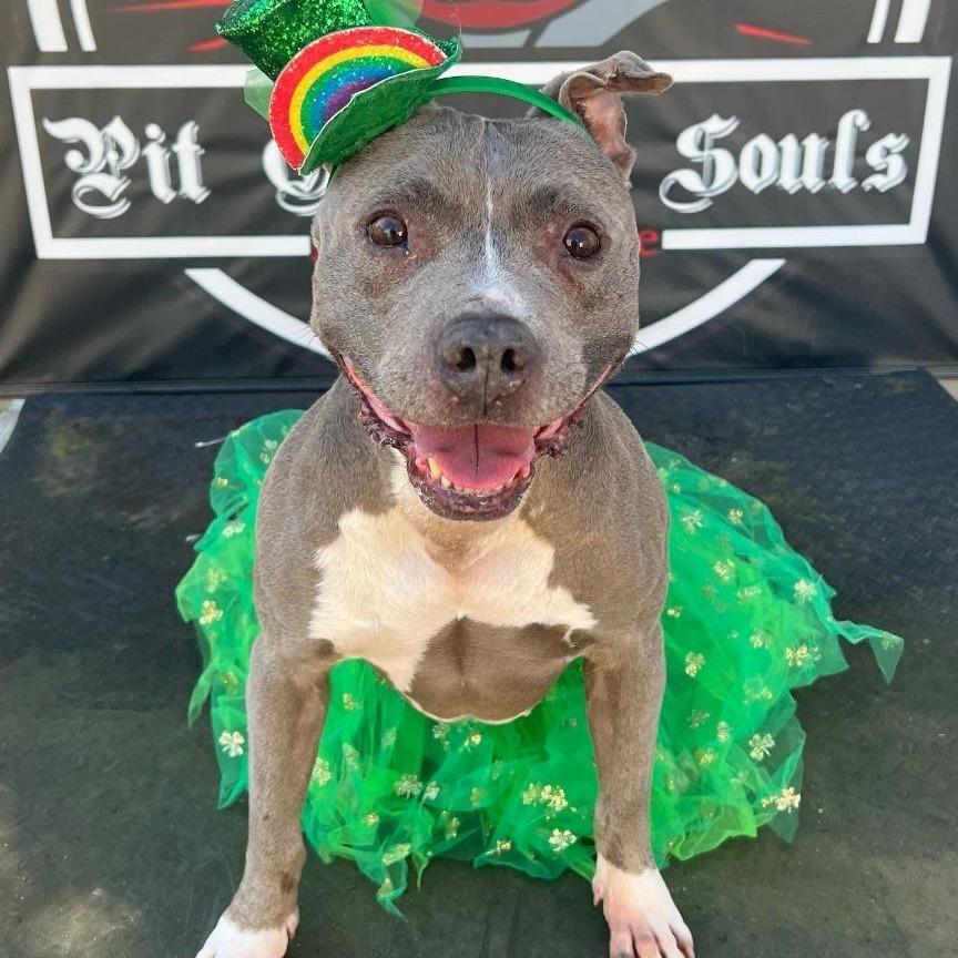 Enlarge Brooklyn, a Adoptable American Staffordshire Terrier in Levittown, NY image 2/5