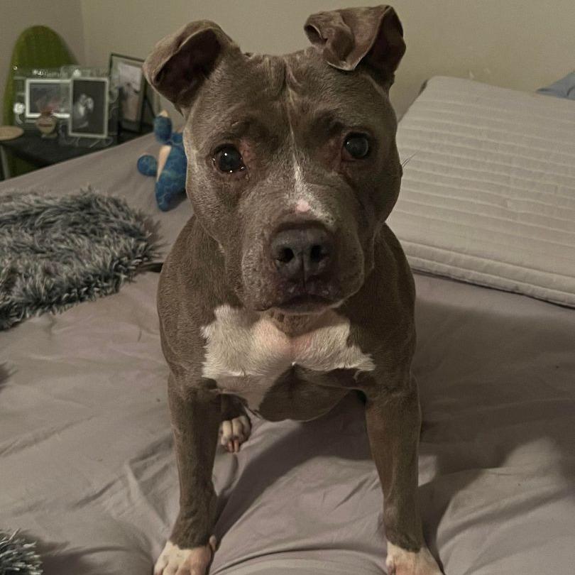 Enlarge Brooklyn, a Adoptable American Staffordshire Terrier in Levittown, NY image 4/5
