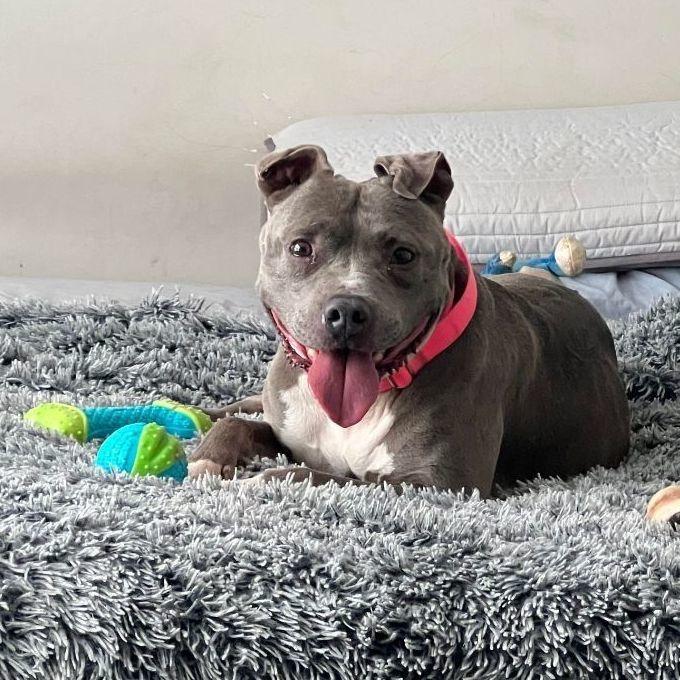 Enlarge Brooklyn, a Adoptable American Staffordshire Terrier in Levittown, NY image 5/5