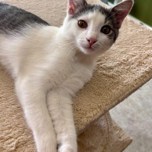 Charlotte, Adoptable, Kitten Female Domestic Short Hair.