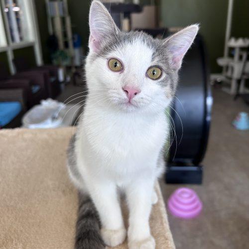 Enlarge Charlotte, a Adoptable Domestic Short Hair in Fishers, IN image 2/2