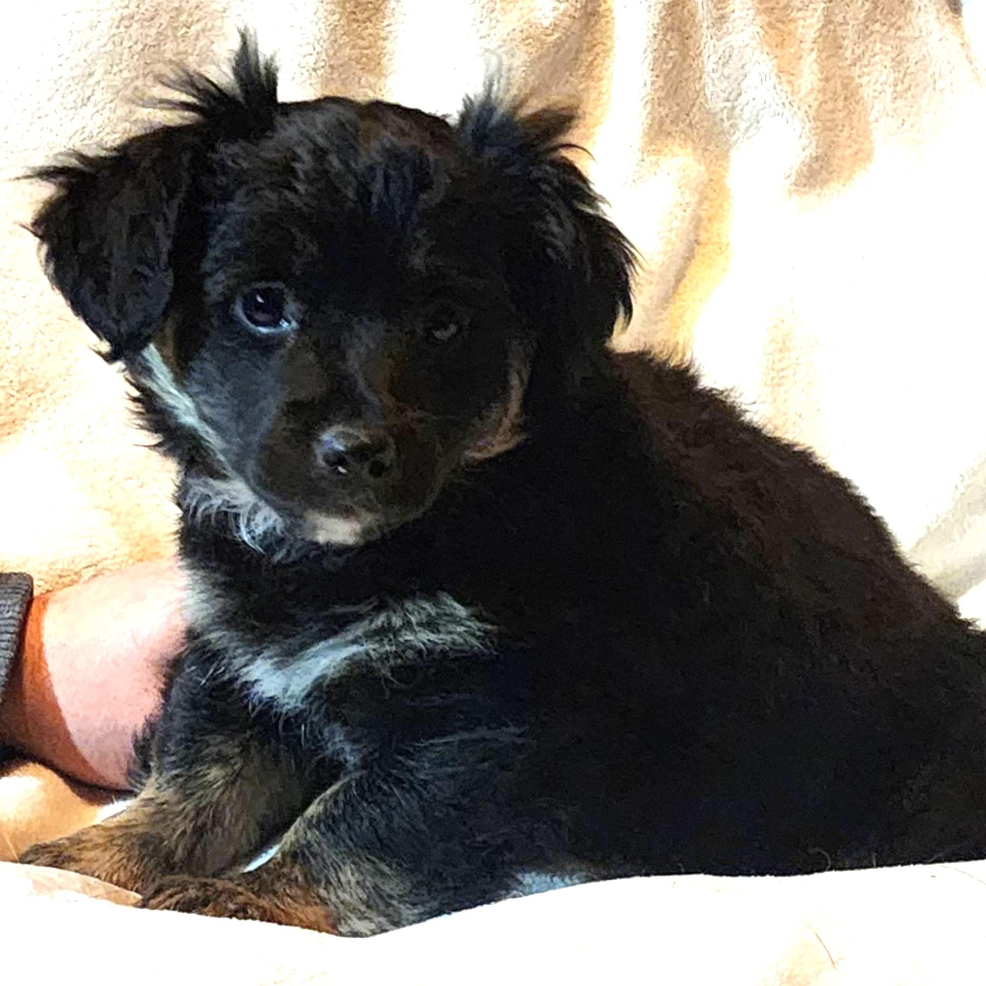 Cedar, Adoptable, Puppy Female Dachshund.