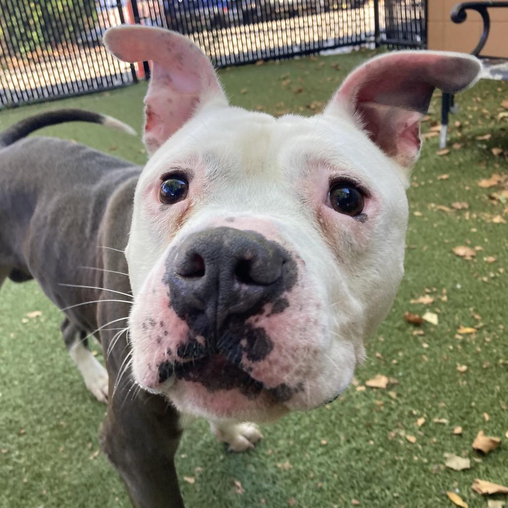 Enlarge Ty, a Adoptable Mixed Breed in Providence, RI image 1/6