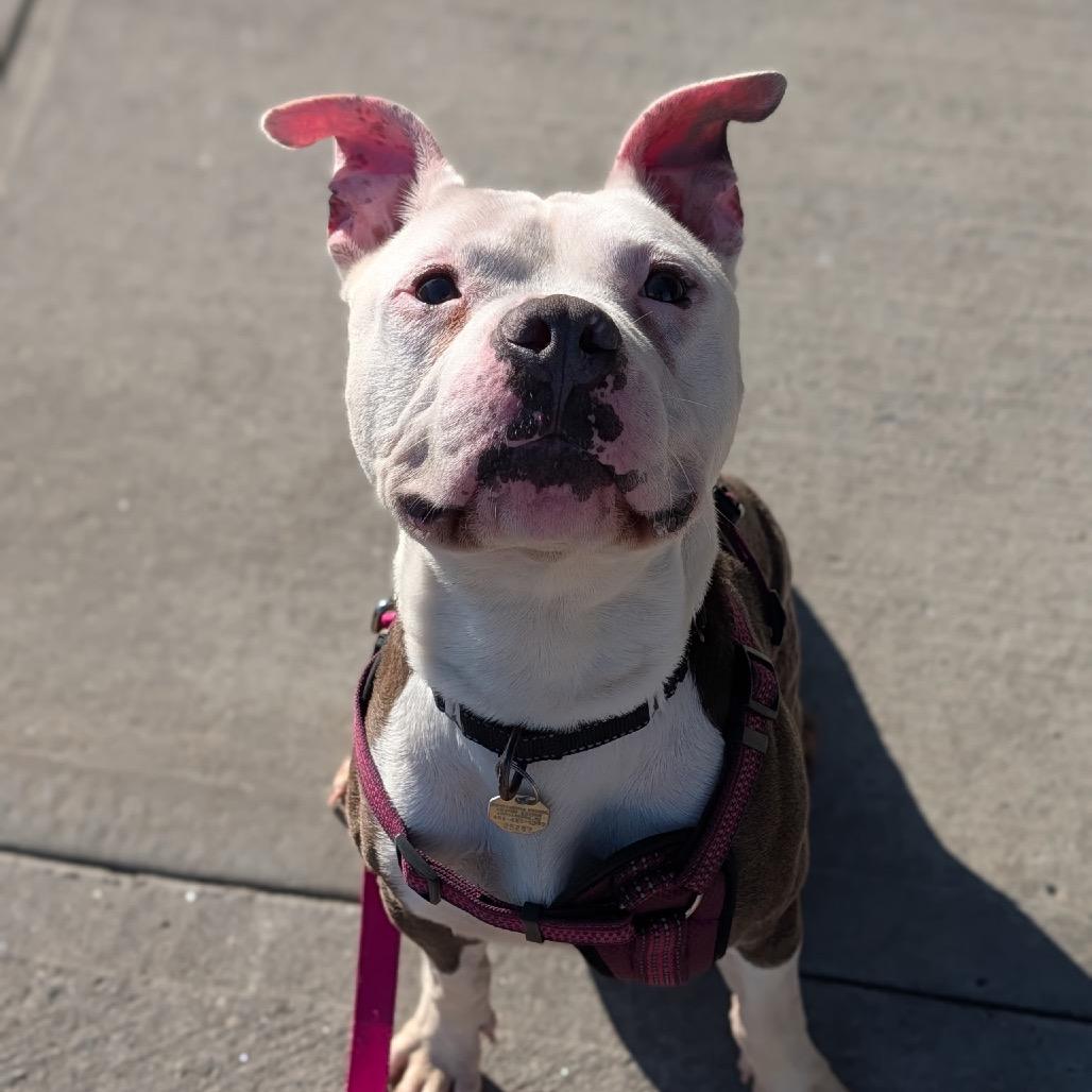 Enlarge Ty, a Adoptable Mixed Breed in Providence, RI image 2/6