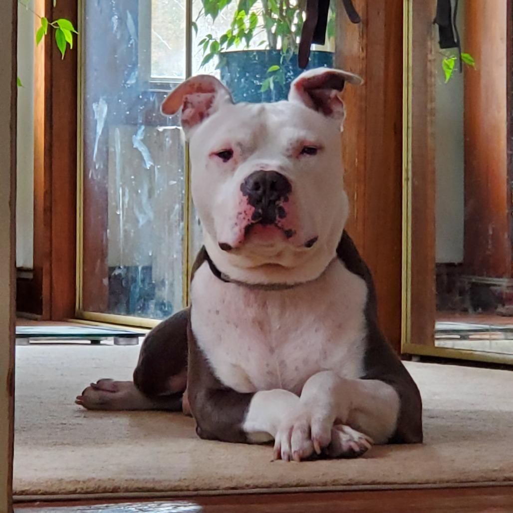 Enlarge Ty, a Adoptable Mixed Breed in Providence, RI image 3/6