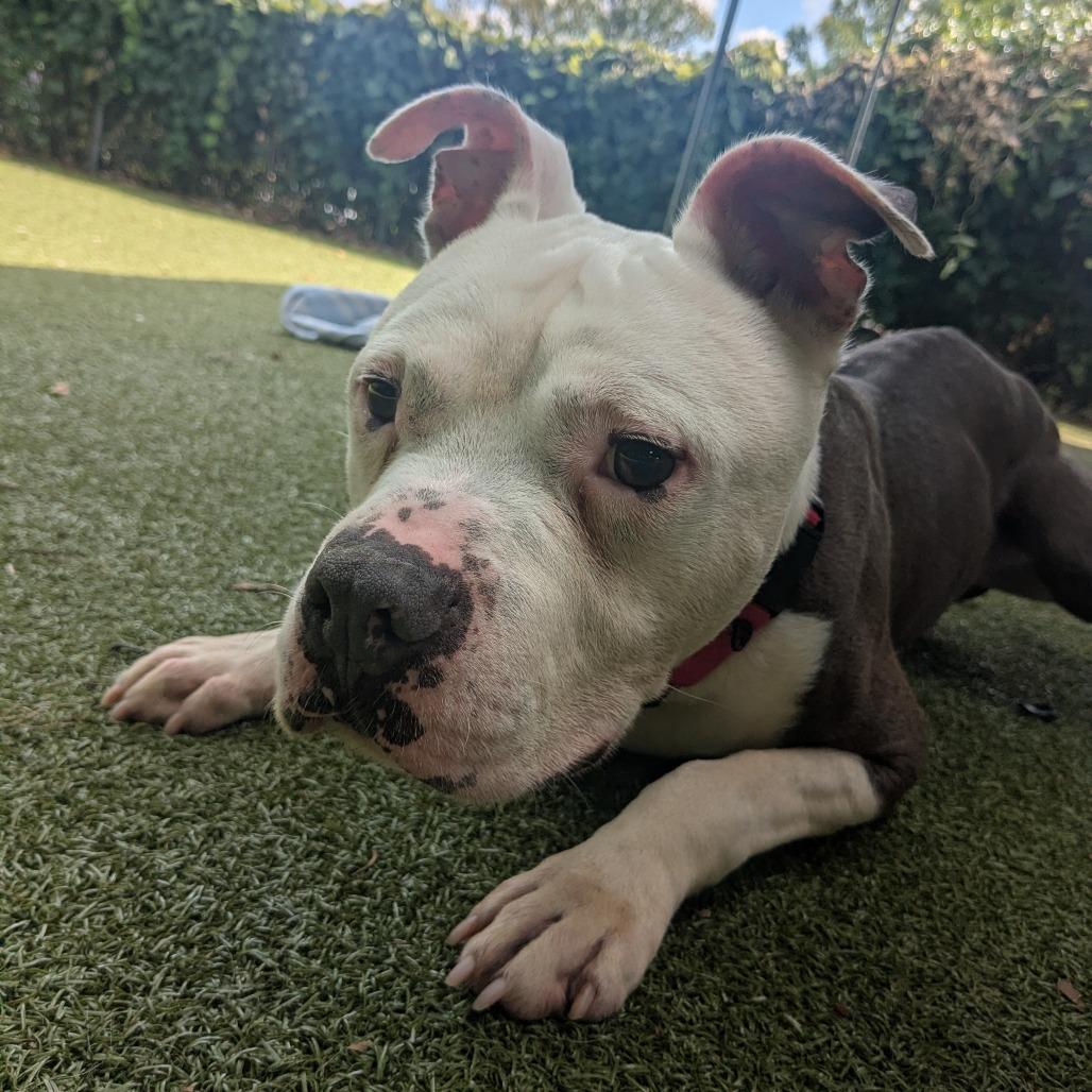 Enlarge Ty, a Adoptable Mixed Breed in Providence, RI image 4/6